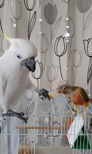 はいどうぞ オウムとインコの仲良し食事風景に驚き なぜ餌を差し出すの 専門家に聞いた