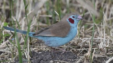 青い顔に赤いほっぺの「セイキチョウ」がかわいい! “オスだけの特徴”生態を専門家に聞いた