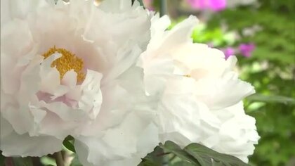 花を楽しむのは夜露浴びた午前中がおすすめ…津山市のボタン寺「清眼寺」で４００株のボタン見頃【岡山】