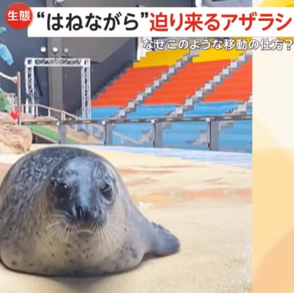 “ポヨンポヨン”跳ねながら迫りくるアザラシに「中毒性ある」　独自の歩き方は進化が関係か…和歌山「アドベンチャーワールド」