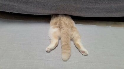 まさに「頭隠して尻隠さず」…突然の雷に驚いた猫の姿がかわいい！いつものことなのか飼い主に聞いた