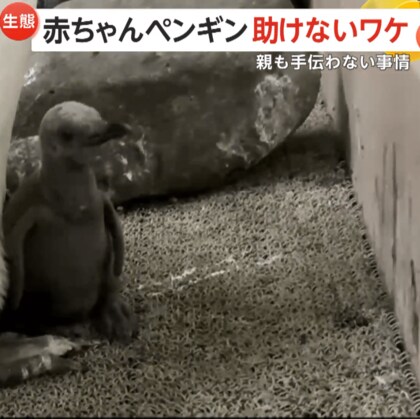「頭を触りたい～！」生後1カ月の赤ちゃんペンギンが必死に格闘…でも親は手伝わず　“羽繕い”は自分で！　和歌山・アドベンチャーワールド