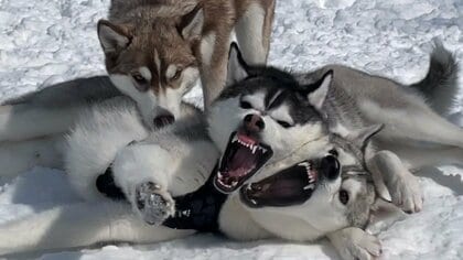 「元気にひでー顔」友達同士でじゃれて遊ぶハスキーの“顔芸”がすごい！どのくらい仲良しなのか飼い主に聞いた