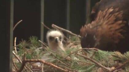 ニホンイヌワシのヒナ誕生　盛岡市動物公園ZOOMO　飼育下では岩手県内初
