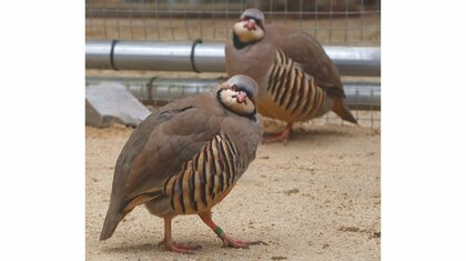 「自然な君たちが撮りたいんです」同時にカメラ目線を決める鳥2羽がかわいい…いつも“サービス満載”？担当者に生態を聞いた