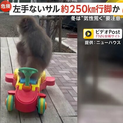 「すごくびっくり」“左手のないサル”が住宅デッキに　東京・神奈川でも目撃されたサルが山梨まで250km行脚か　“人に危害のおそれ”町が注意呼びかけ　山梨・富士河口湖町