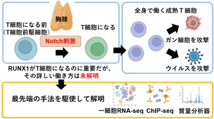免疫の要、T細胞が生まれる“最初のスイッチ”を解明～Notchシグナルが免疫細胞の運命を切り替える仕組みを発見～