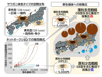 【摂南大学】「色」で決まるサワガニの売り方 オンライン取引を介した採集圧にも影響あり!