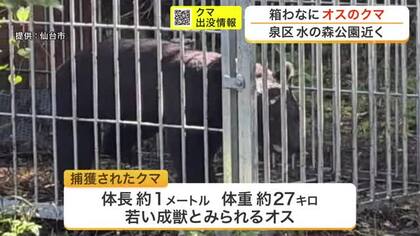仙台市泉区の水の森公園近くでクマ１頭を捕獲し駆除　市は他にも複数いる可能性があるとして警戒呼びかけ
