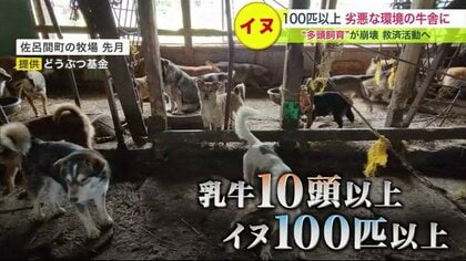 乳牛の周りに100匹以上のイヌ…劣悪な環境の牛舎で「多頭飼育崩壊」餓死など悲惨な事態も【北海道発】
