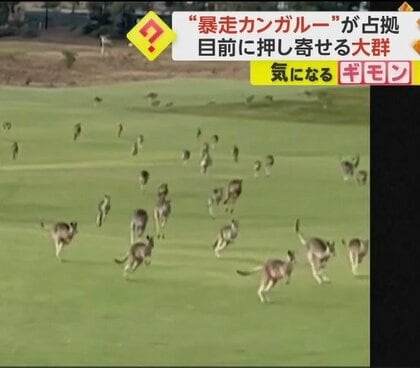 カンガルーの大群がゴルフ場を“暴走”　「本物の大暴走だ」カメラが捉えた“大移動”の様子　オーストラリア