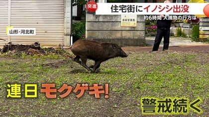 出没】住宅街に体長90cmイノシシ…約6時間の大捕物の末に“逃走