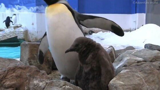 首が曲がってる 赤ちゃんペンギンの寝相が衝撃的 大丈夫なの 担当者に聞いてみた
