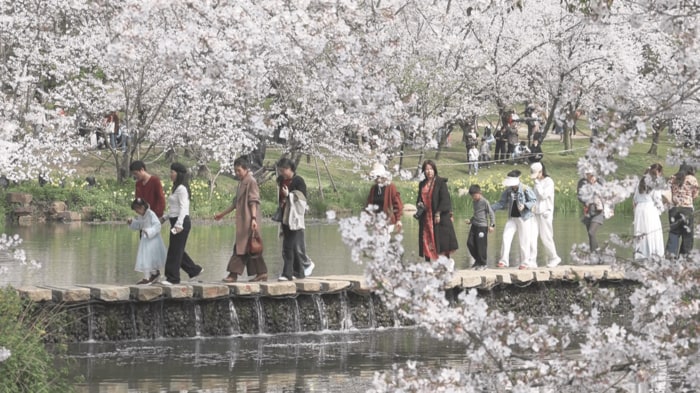 園内の水辺を歩く観光客。桜に囲まれている景色は美しい。（中国・江蘇省無錫市）