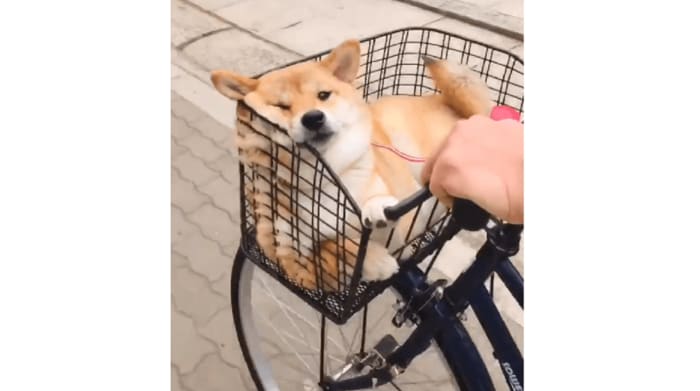 (すっぽり自転車の前カゴに収まっている)