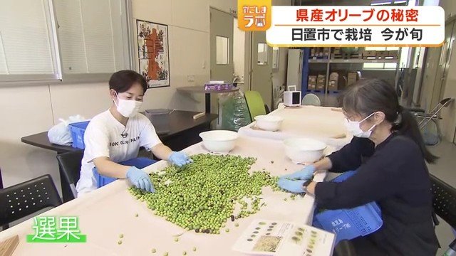 傷んだ実を取り除く「選果」
