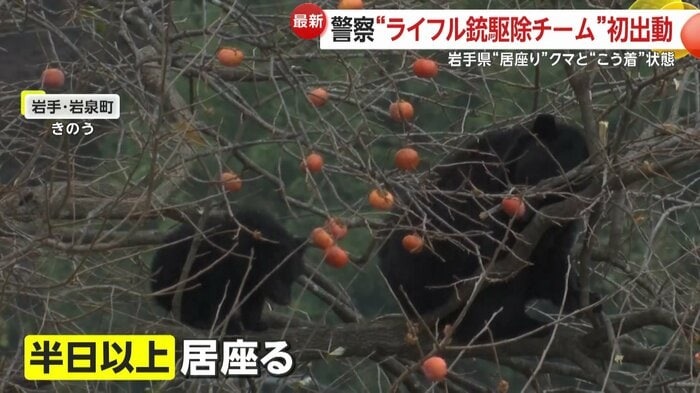 17日に半日以上居座っていたクマが戻ってきていた