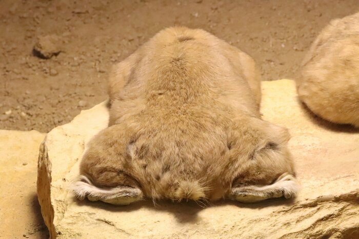 (埼玉県こども動物自然公園 提供)