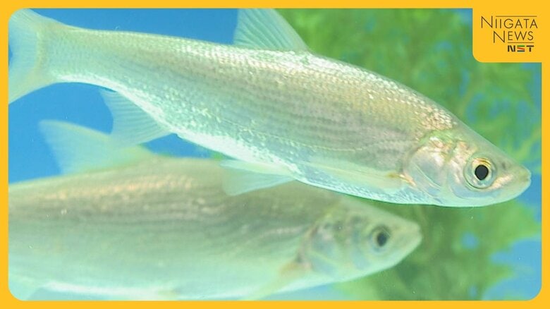 馬に似ていないのに…新潟の水族館に“馬魚”？由来は後醍醐天皇の愛馬に「調べるとおもしろい発見ある」｜FNNプライムオンライン