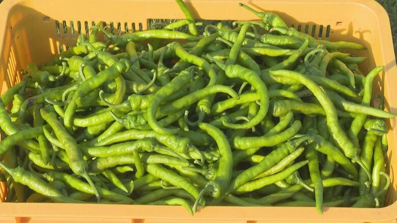 先端がくるりと…特産のトウガラシ『虎の尾』の収穫が最盛期 例年より一回り大きく辛味もきく 三重県尾鷲市｜FNNプライムオンライン