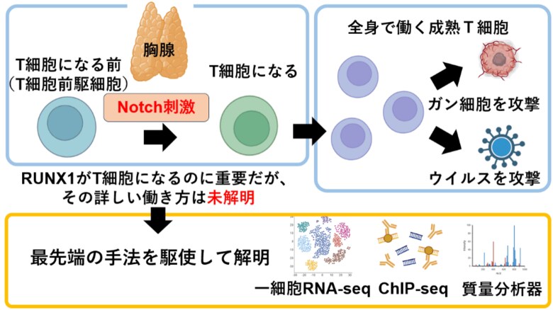 免疫の要、T細胞が生まれる“最初のスイッチ”を解明～Notchシグナルが免疫細胞の運命を切り替える仕組みを発見～