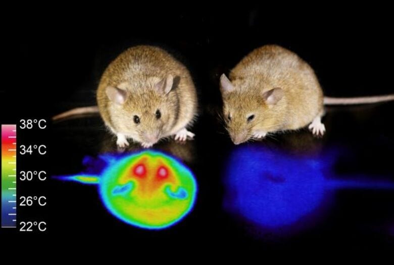 “人工冬眠”のマウス実験に成功…人間も可能？栄養補給はどうする？研究者に聞いた｜FNNプライムオンライン