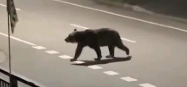 【ヒグマ速報】2人を襲い死亡させたクマが“駆除”されたことが判明…体重218キロ・体長2メートル‐DNAが一致‐町に平穏は戻るか〈北海道福島町〉｜FNNプライムオンライン