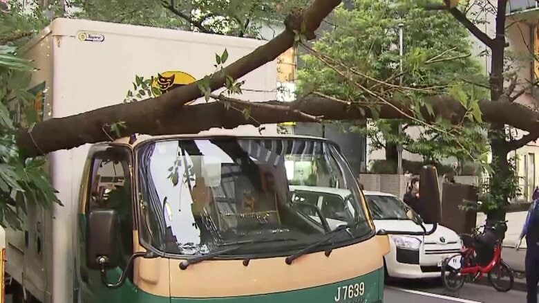 東京・日本橋で突然の倒木…トラックの上に街路樹倒れる　現場はJR東京駅から300ｍのビル街…帰宅時間帯の出来事に一時騒然｜FNNプライムオンライン