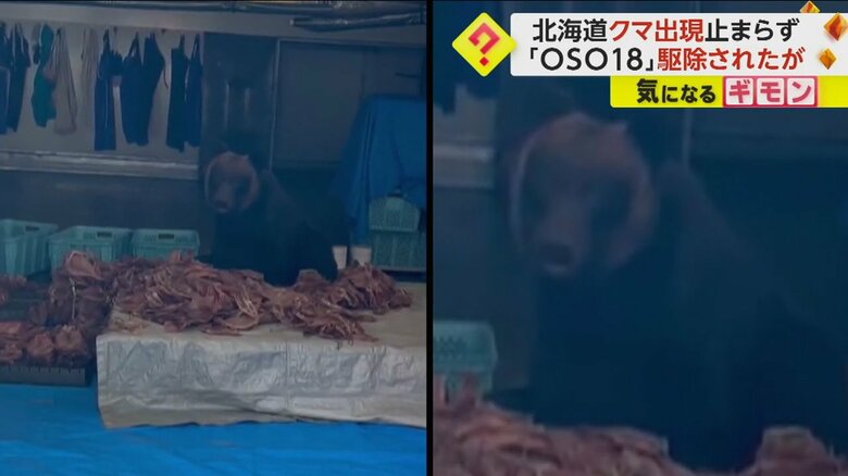 「OSO18」駆除も…北海道でクマ出没相次ぐ　水産加工会社でスルメイカをむしゃむしゃ　小学校に侵入するクマも｜FNNプライムオンライン