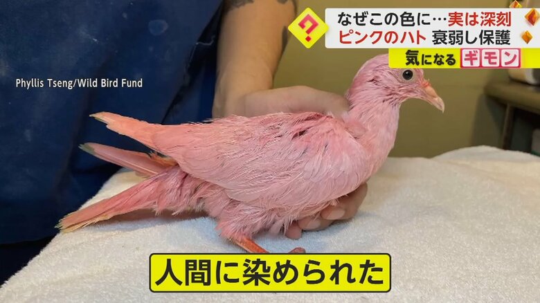 人間にピンク色に染められたハト