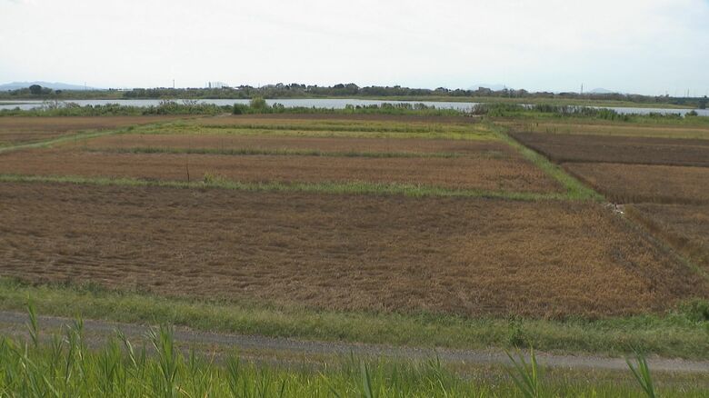 稲が枯れた田んぼ