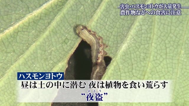 昼は土の中に潜み　夜に植物を食い荒らす「夜盗」