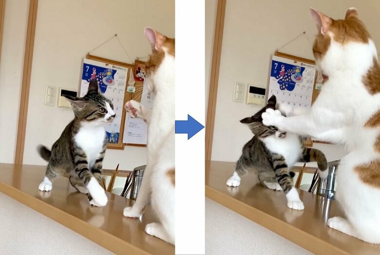 さらに近づく大三くんを、両前足でポンとおさえる