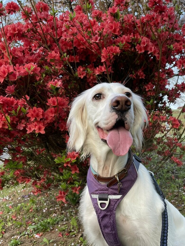 ツツジを背景に