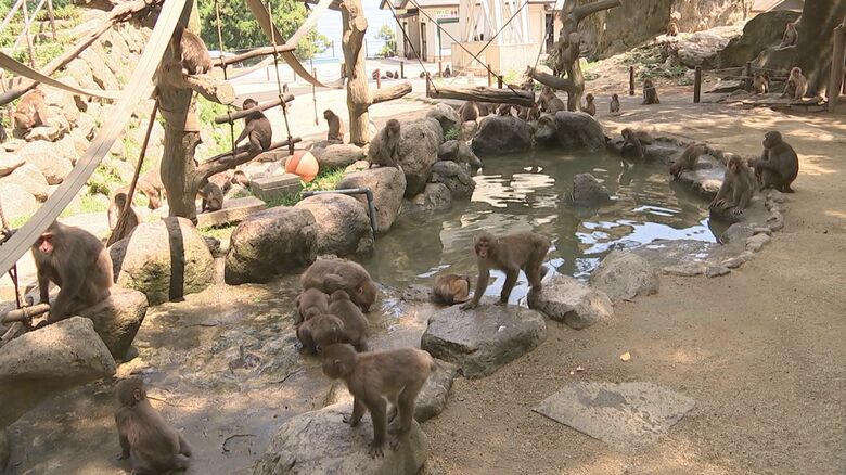 高崎山自然動物園