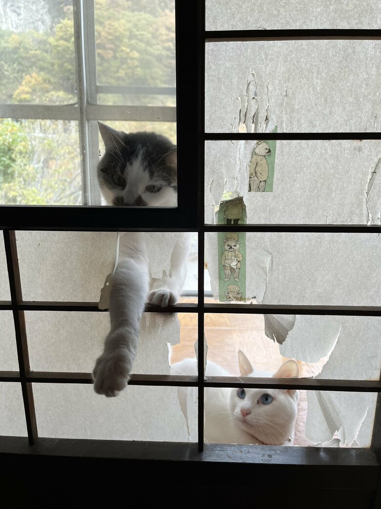 提供：いのうえもんぺさん