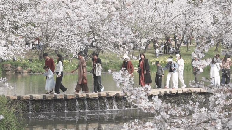 園内の水辺を歩く観光客。桜に囲まれている景色は美しい。（中国・江蘇省無錫市）