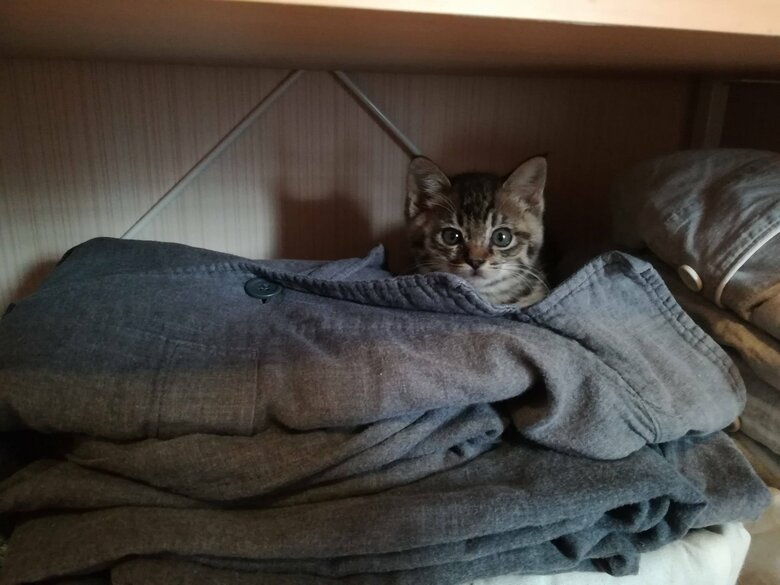 子猫時代のコイモちゃん