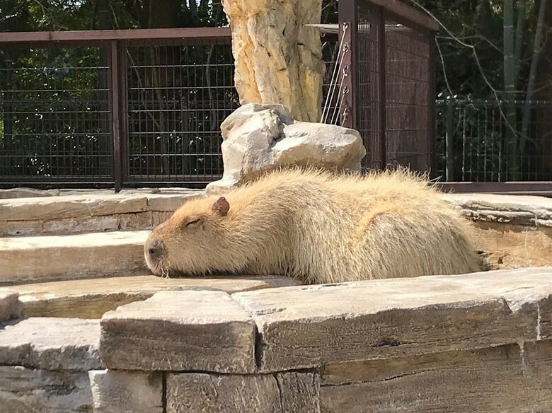 肉球はどんな形？