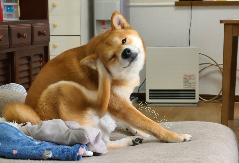 提供：犬さん