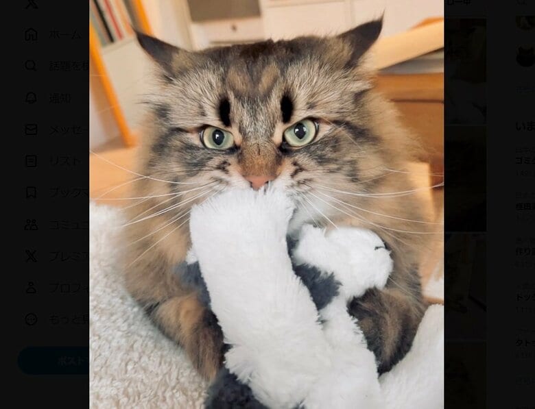 「イヌくん」で遊ぶヤマネコくん