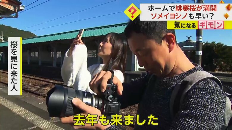 和歌山・JR那智駅に緋寒桜を見に来た人