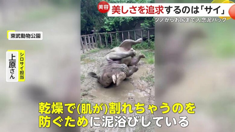 「副次効果的な意味でも乾燥しすぎで肌が割れちゃうのを防ぐために」という飼育員