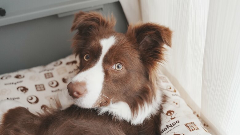 提供：ゆに＆メッシさん