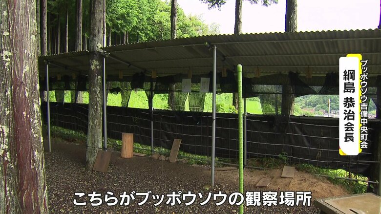 ブッポウソウの観察場所