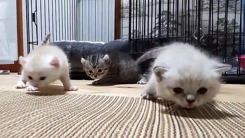 生後20日ごろのきょうだいの様子