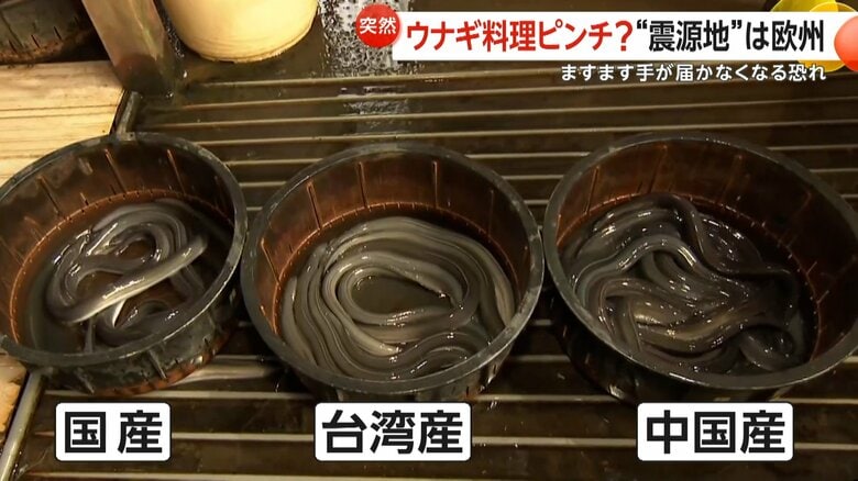 国産、台湾産、中国産のニホンウナギが並ぶ千葉・成田市「うなぎ新川本店」