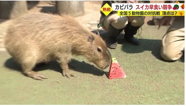 幸先のよいスタートを見せたモミジ