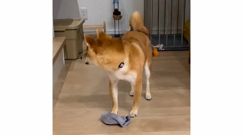 斜め後ろにいる飼い主さんの旦那さんをチラリ