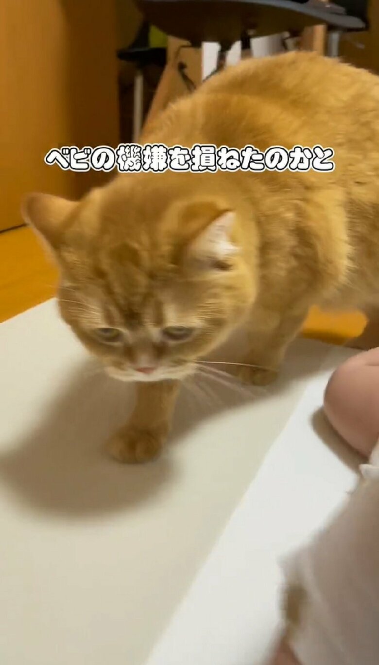 息子さんの機嫌を損ねたのかと、こまるくんは移動して…